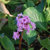 Bergenia crassifolia